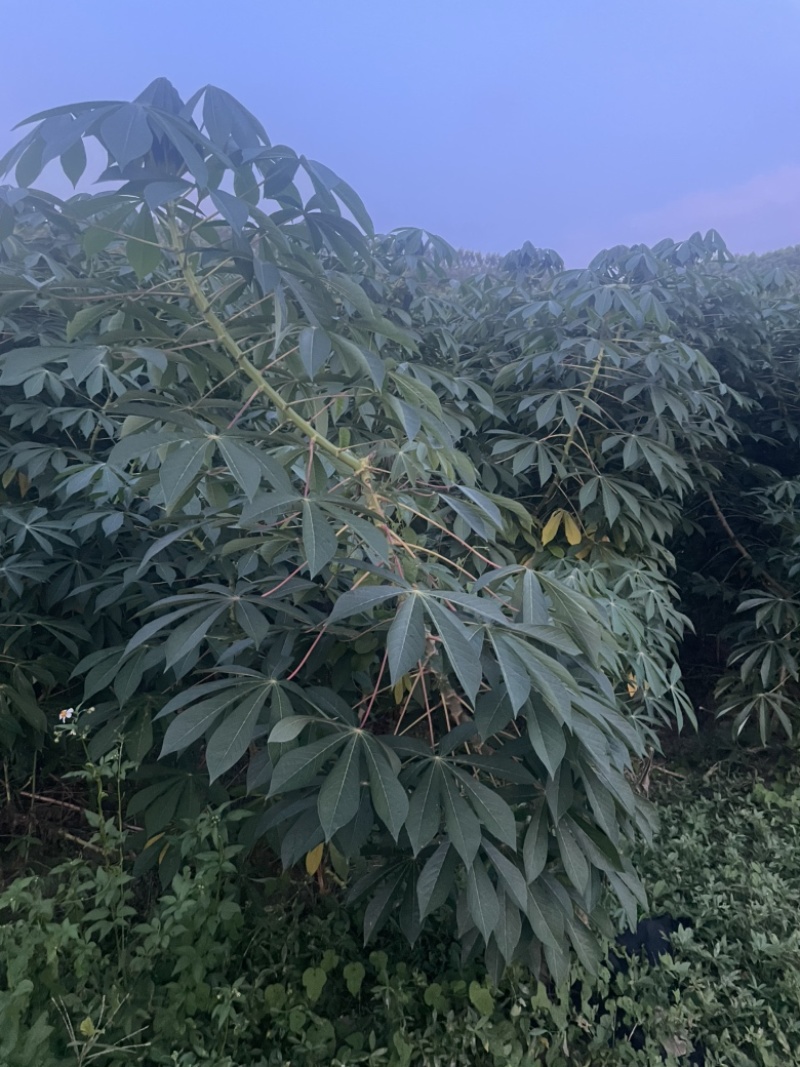 广西华南9号黄心木薯苖