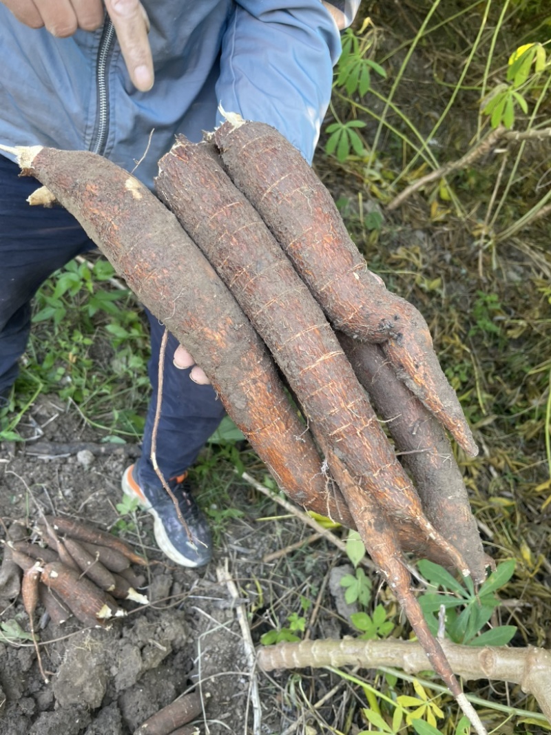 广西华南9号黄心木薯苖