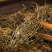 白花蛇舌草无硫江西河南白花舌草大货供应保质保量