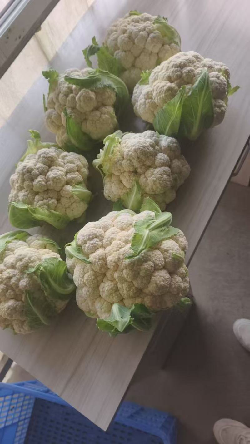湖北天门富硒花菜基地直发保质保量可视频看货欢迎咨询