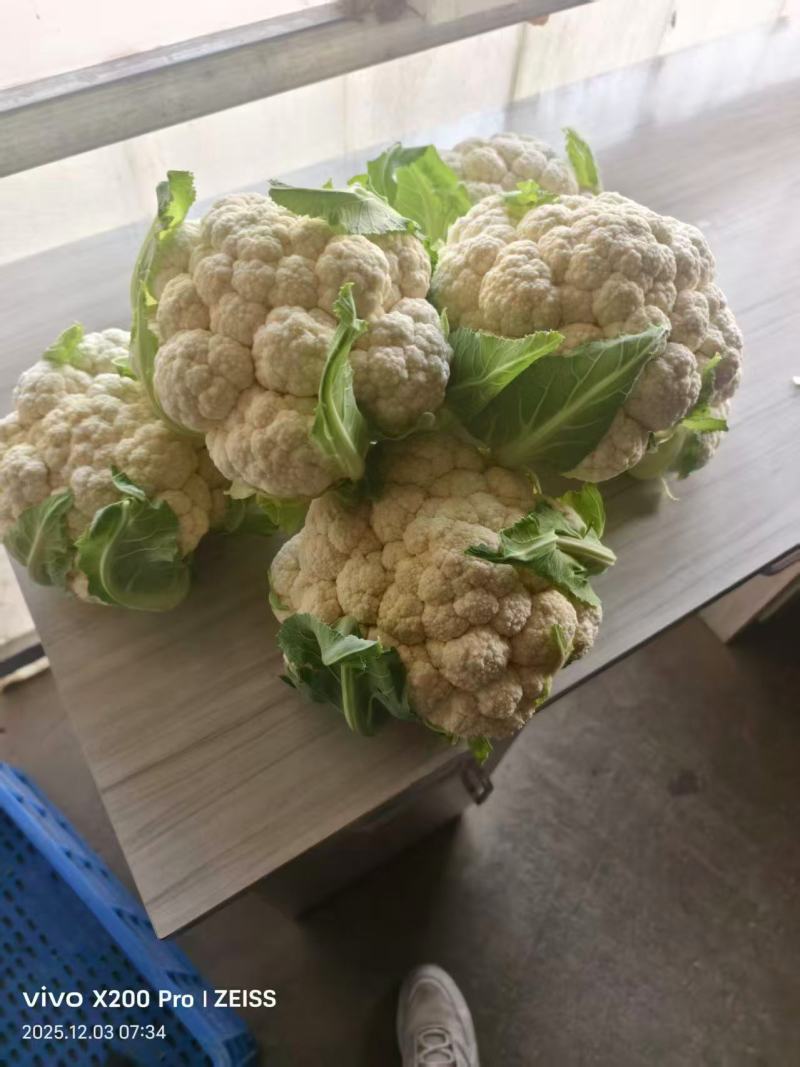 湖北天门富硒花菜基地直发保质保量可视频看货欢迎咨询