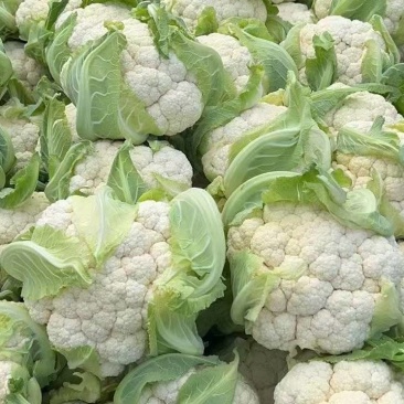 湖北天门富硒花菜基地直发保质保量可视频看货欢迎咨询