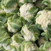 湖北天门富硒花菜基地直发保质保量可视频看货欢迎咨询