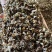 【荐】精品梅菜梅干菜基地直供量大从优一条龙服务