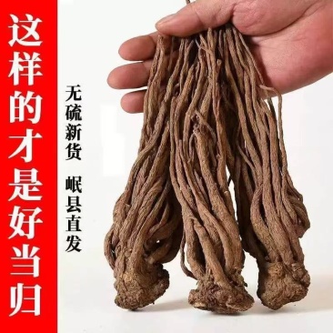 甘肃当归，原产地直发，无硫当归，保质保量，拒绝硫磺熏染。