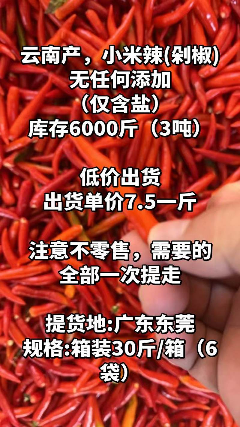 云南小米辣(剁椒)