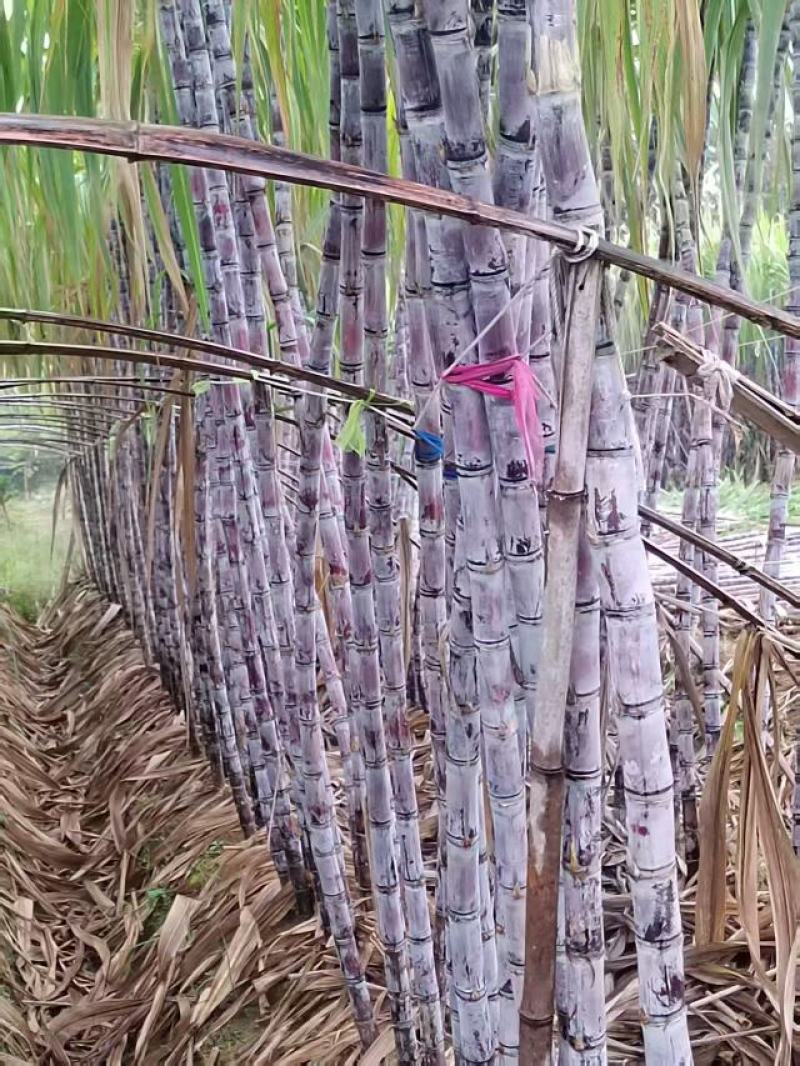 甘蔗
