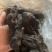 制黄精九蒸九晒黄精软黄精古法制作软糯香甜九制黄精
