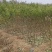 中桃15（毛桃树苗类）视频看货诚信经营技术指导
