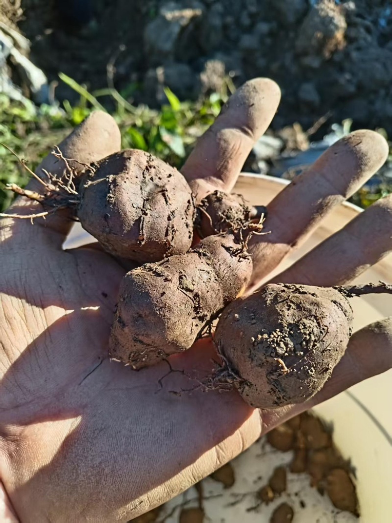 三叶青大货基地直发货源充足，保质保量视频验货
