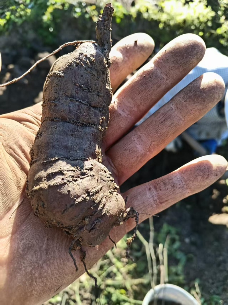 三叶青大货基地直发货源充足，保质保量视频验货
