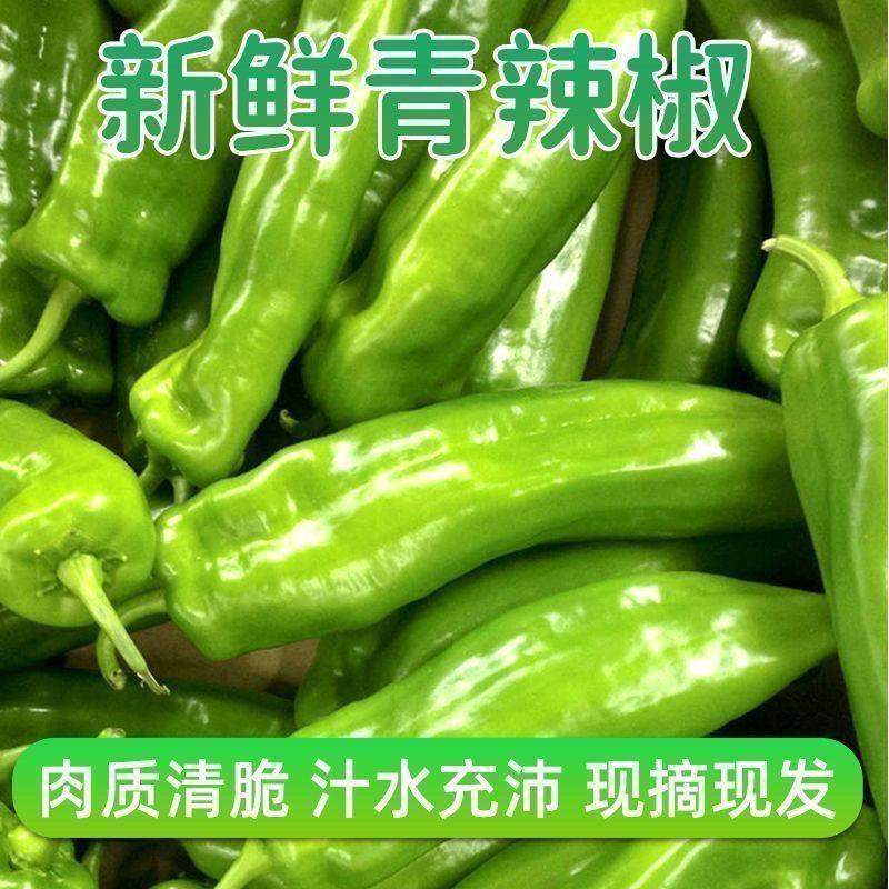 精品薄皮泡椒今日价格品质有保障电商超市各大市场基地代发