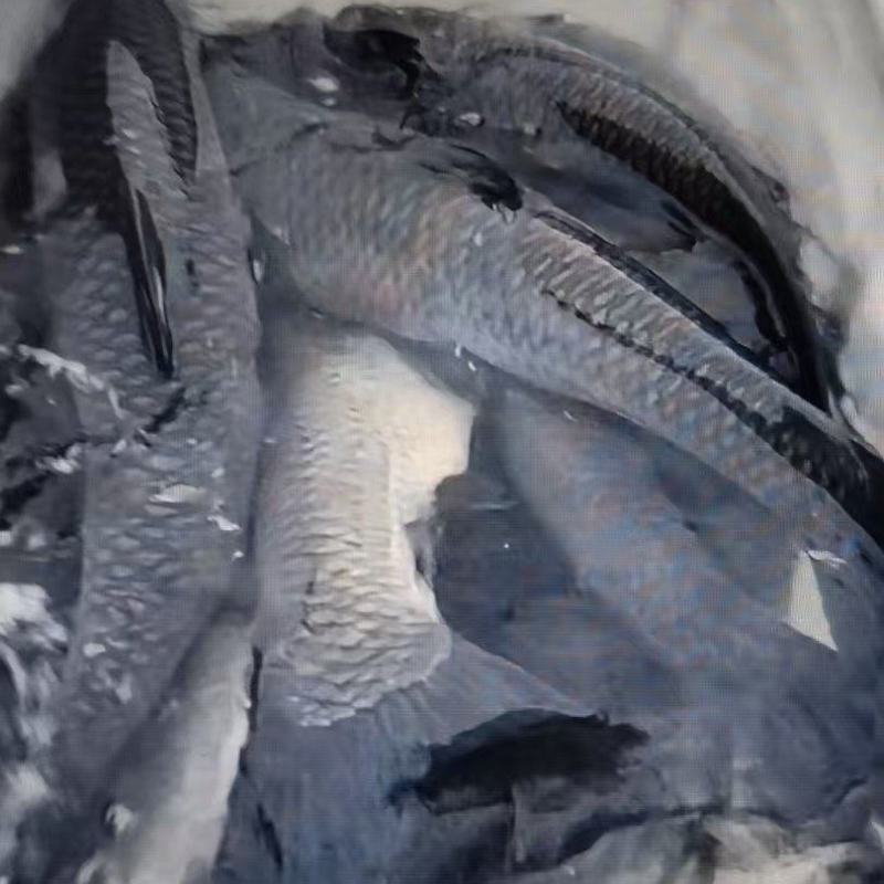 湖北青鱼/品质保证/视频看货/量大优惠
