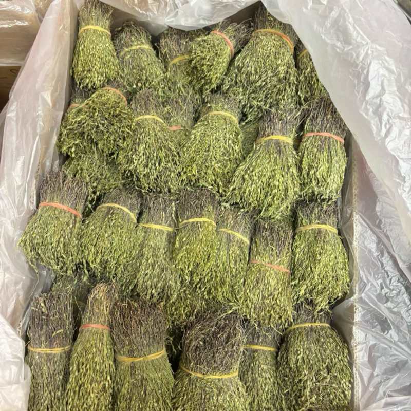 独脚金独脚疳短货精品A货青绿短一手货源大量供应