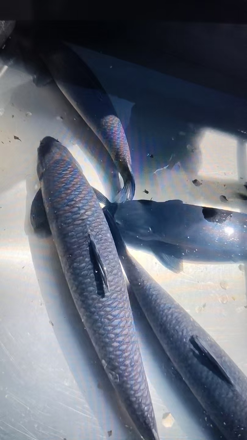 湖北青鱼/品质保证/视频看货/量大优惠