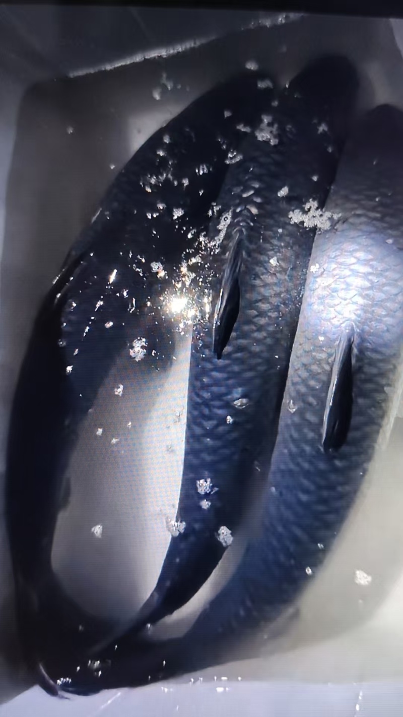 湖北青鱼/品质保证/视频看货/量大优惠