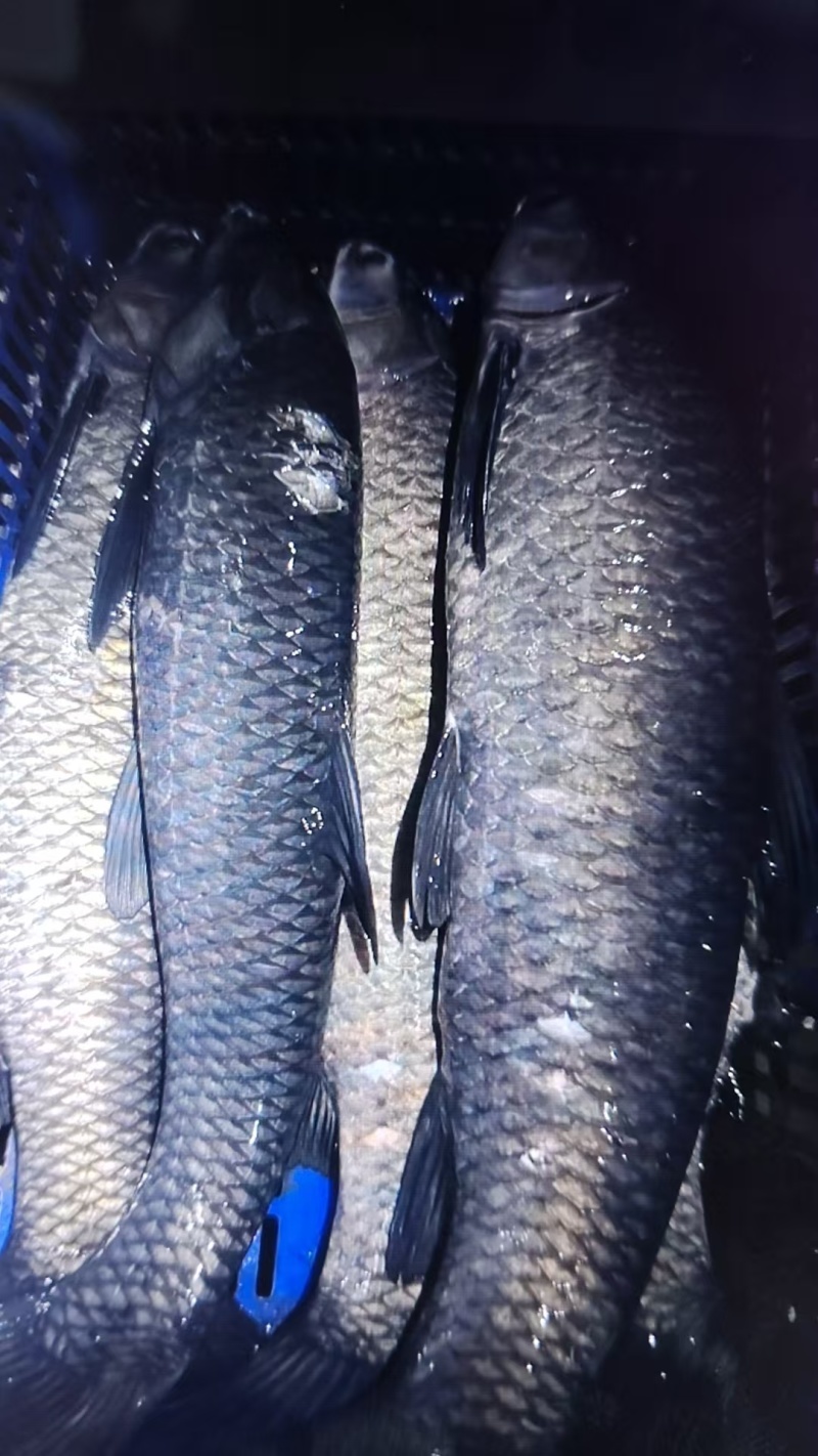 湖北青鱼/品质保证/视频看货/量大优惠