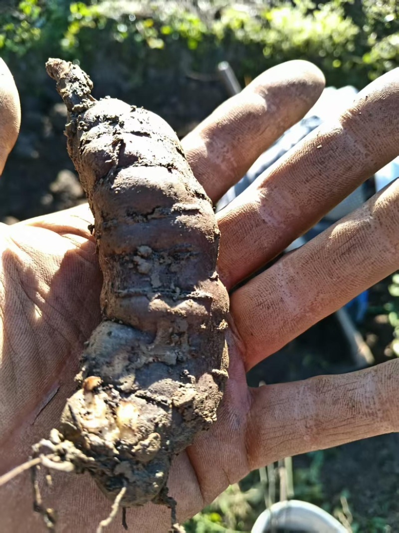 鲜货三叶青量大，从优基地直发，欢迎咨询一手货源