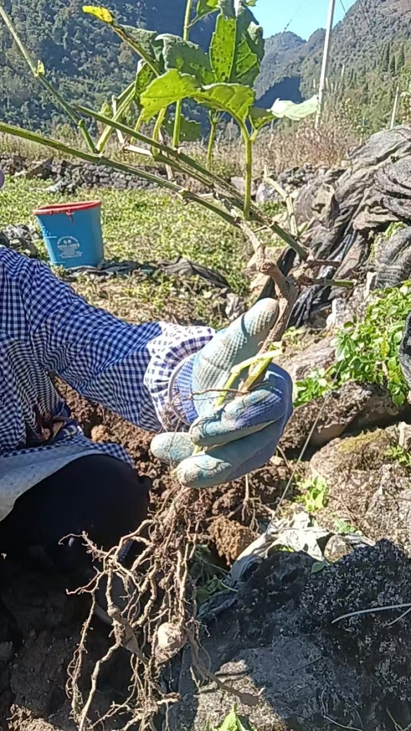 鲜货三叶青量大，从优基地直发，欢迎咨询一手货源