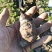 鲜货三叶青量大，从优基地直发，欢迎咨询一手货源