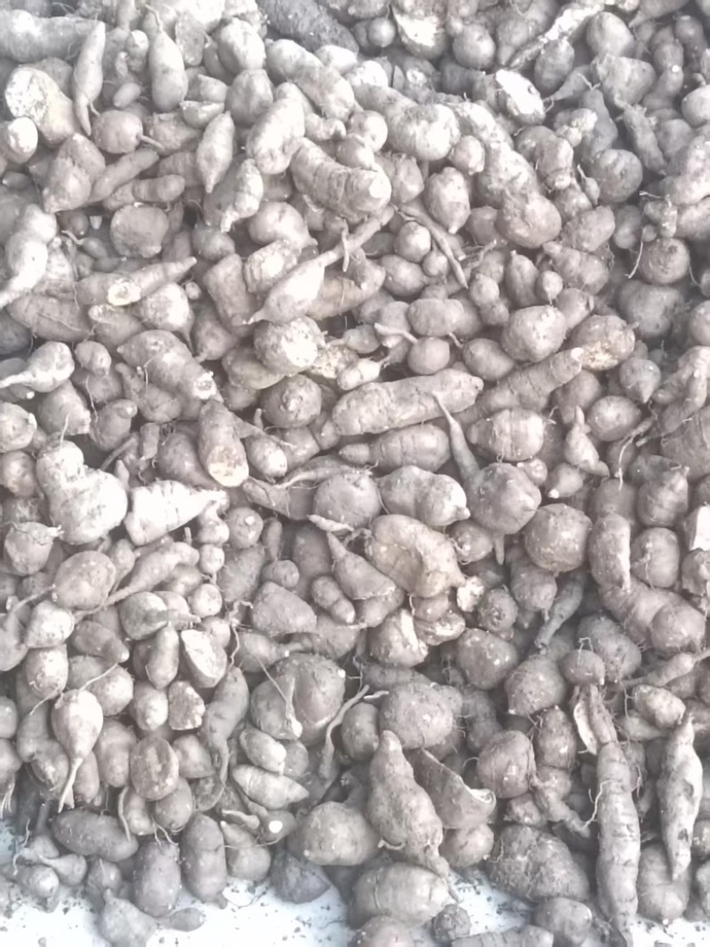 鲜货三叶青量大，从优基地直发，欢迎咨询一手货源
