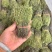 独脚金独脚疳短货精品A货青绿短一手货源大量供应