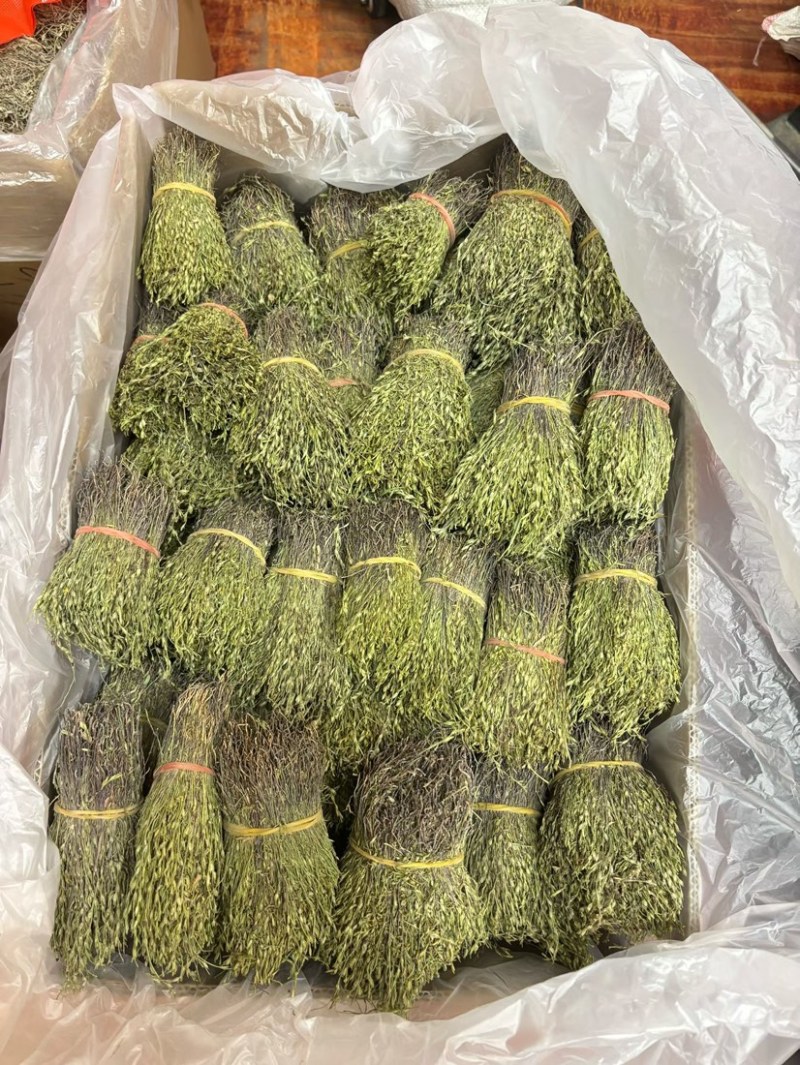 独脚金独脚疳短货精品A货青绿短一手货源大量供应