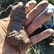 贵州三叶青基地大量有货量大，从优，一手货源，欢迎咨询