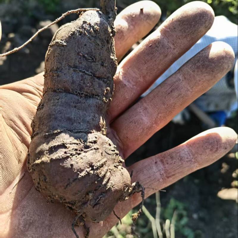 贵州三叶青基地大量有货量大，从优，一手货源，欢迎咨询