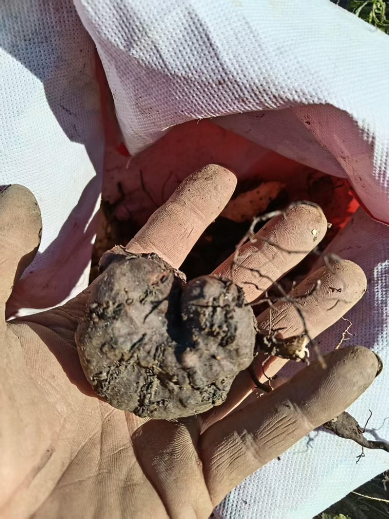 贵州三叶青基地大量有货量大，从优，一手货源，欢迎咨询