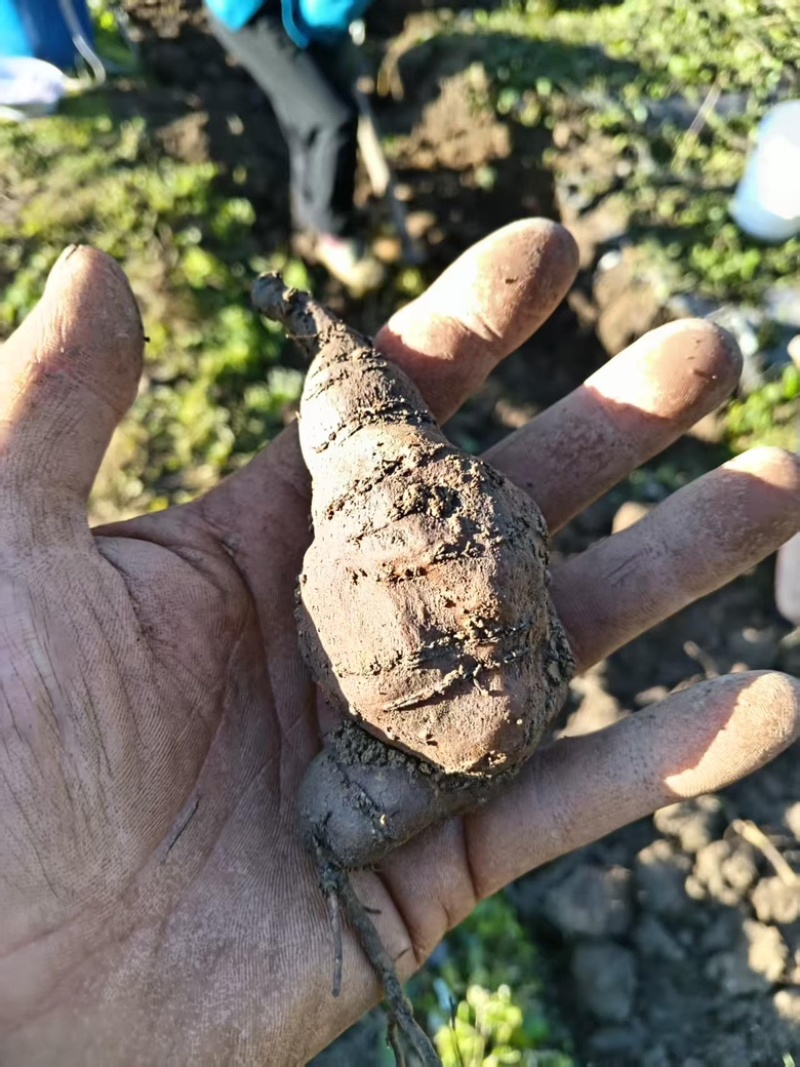 贵州三叶青基地大量有货量大，从优，一手货源，欢迎咨询
