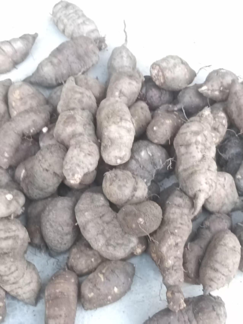 贵州三叶青基地大量有货量大，从优，一手货源，欢迎咨询