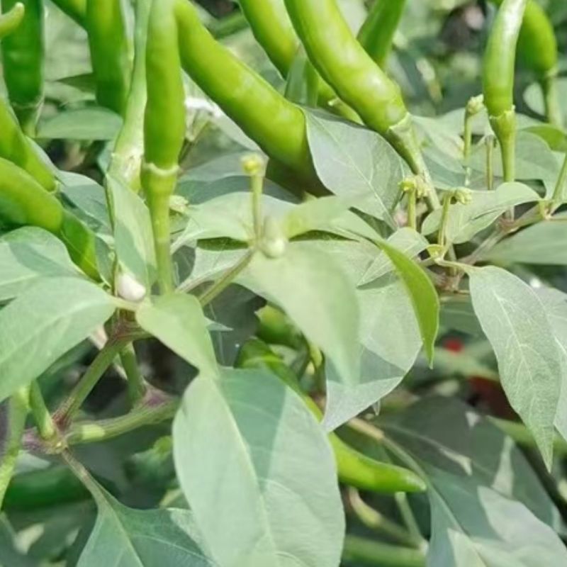 鲜辣椒青朝天椒，产地直发，品质保证，量大从优，欢迎选购