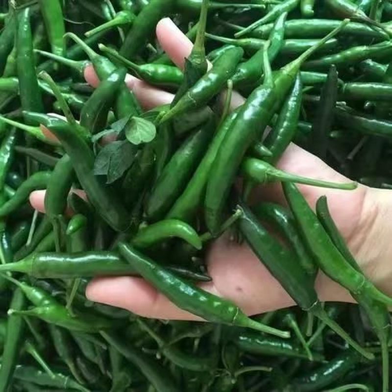 鲜辣椒青朝天椒，产地直发，品质保证，量大从优，欢迎选购