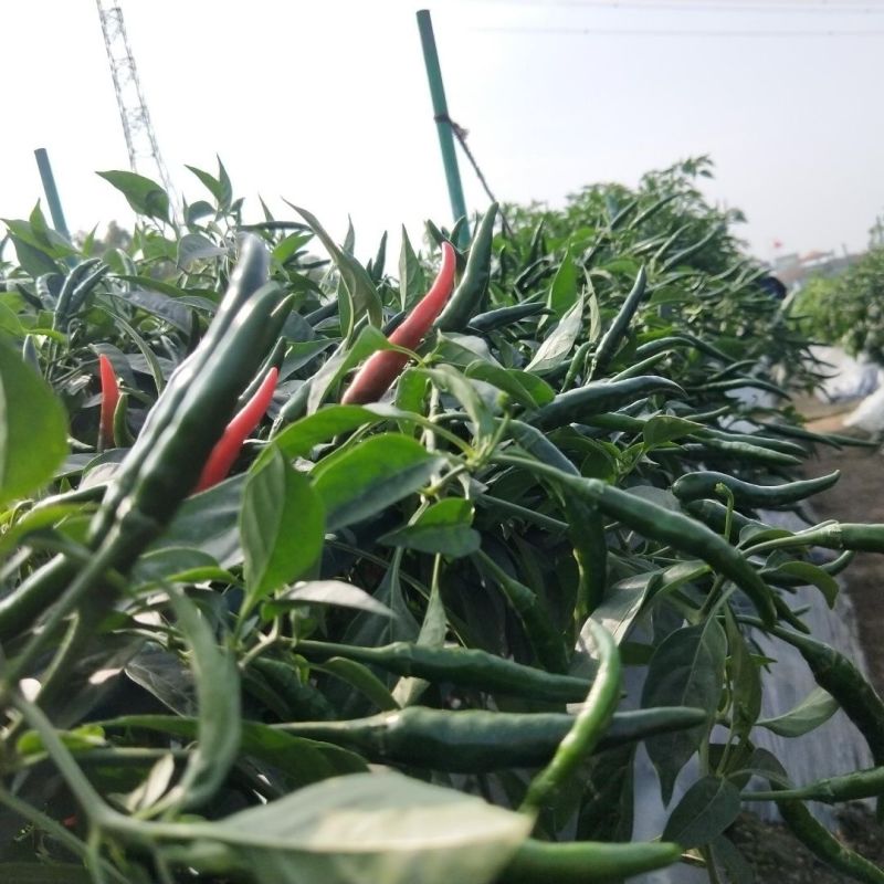 鲜辣椒青朝天椒，产地直发，品质保证，量大从优，欢迎选购