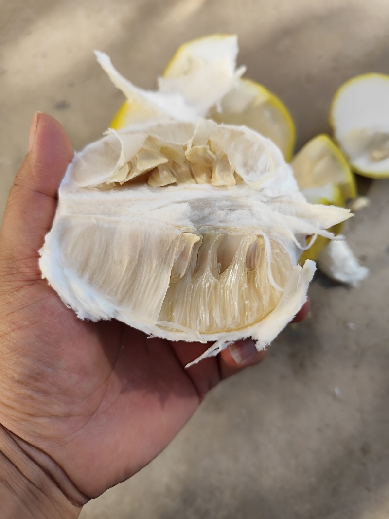 一件代发，江永50年老树香柚，水分十足