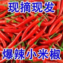 精品小米辣，货源充足，价格便宜，对接各大电商批发市场等