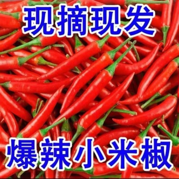 精品小米辣，货源充足，价格便宜，对接各大电商批发市场等