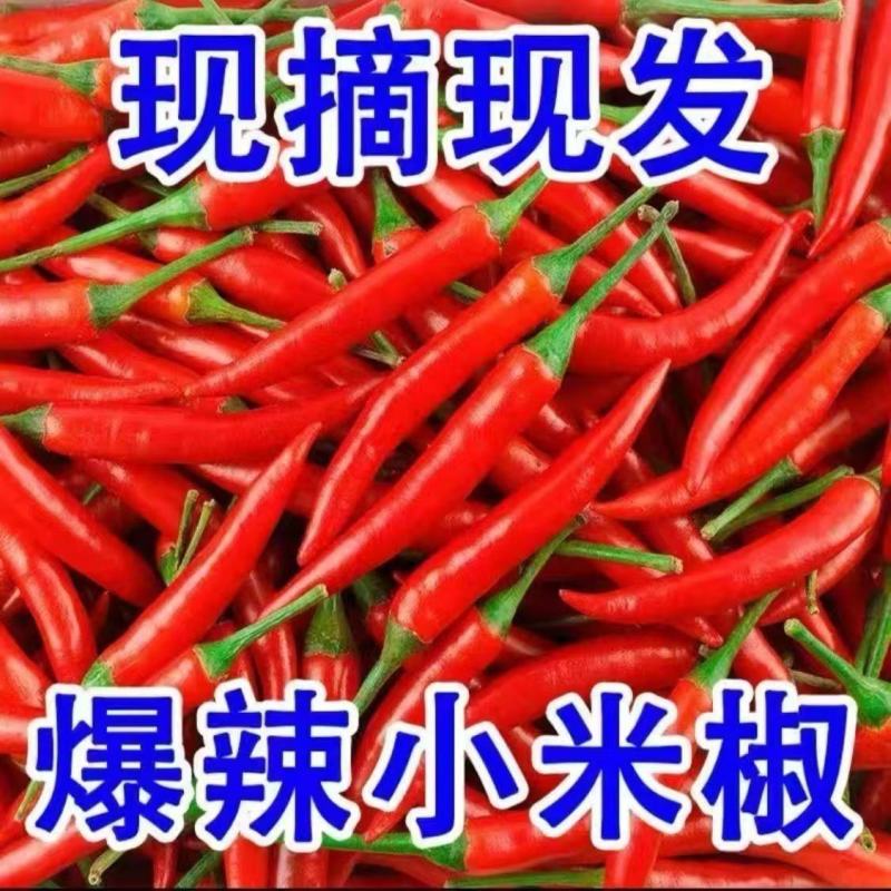 精品小米辣，货源充足，价格便宜，对接各大电商批发市场等