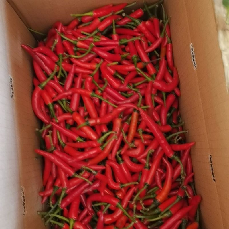 精品小米辣，货源充足，价格便宜，对接各大电商批发市场等