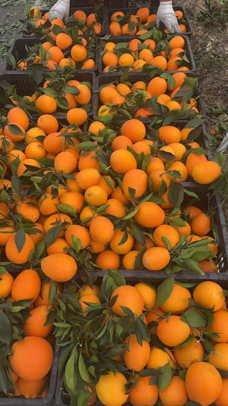 湖南湘西纽荷尔脐橙颜色好口感很好，价格美丽