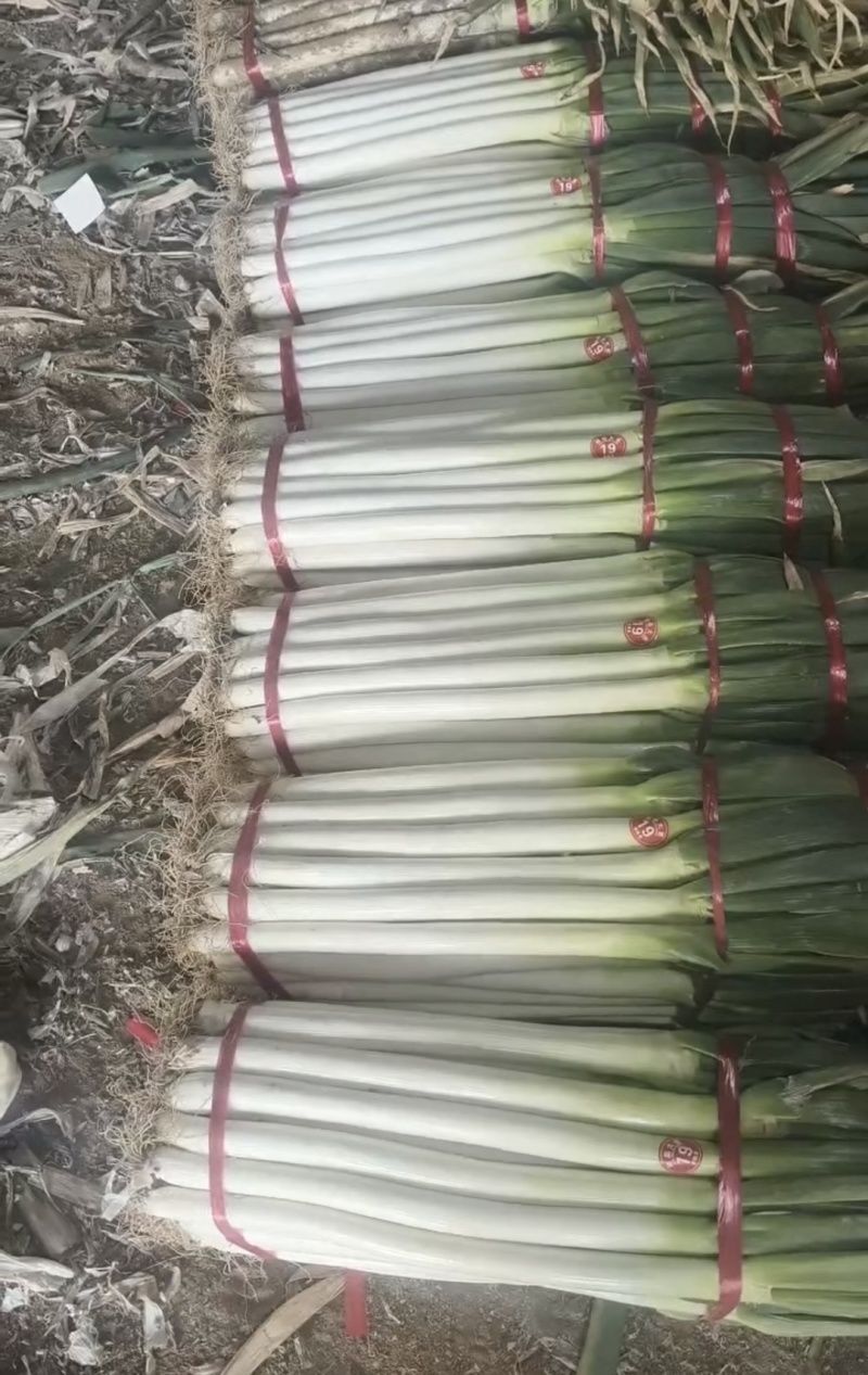 长白大葱大量供应一手货源产地直销欢迎选购