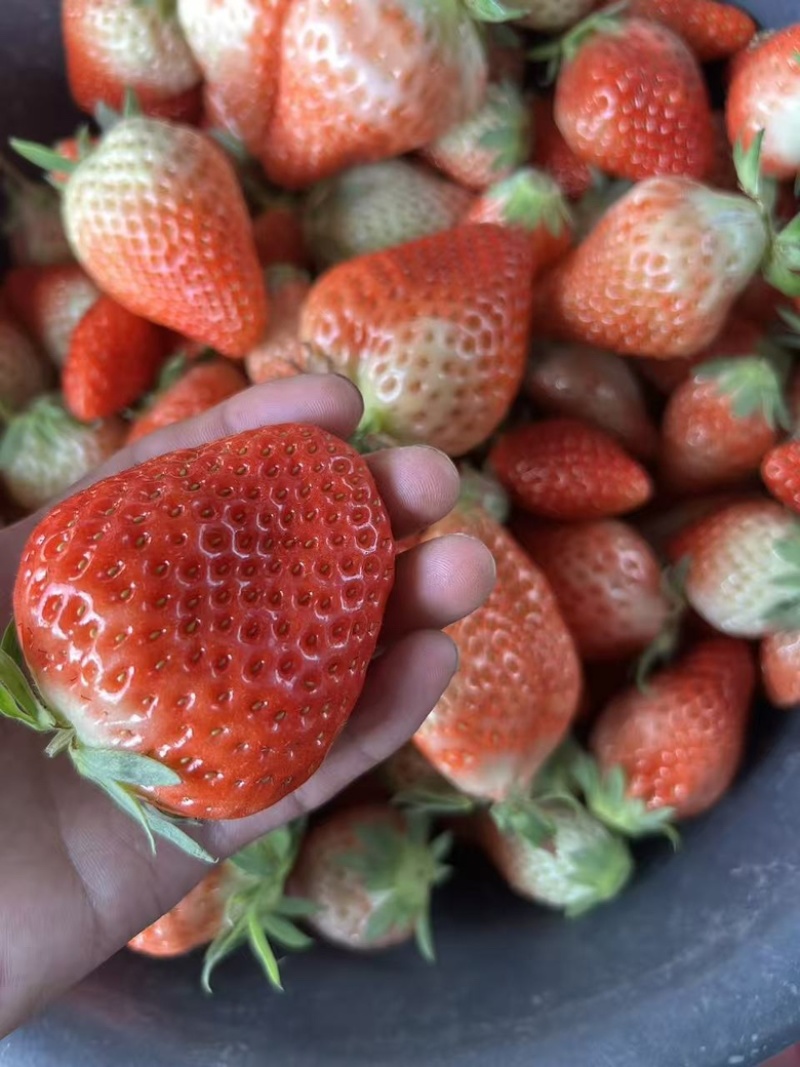 红玉草莓货源充足稳定