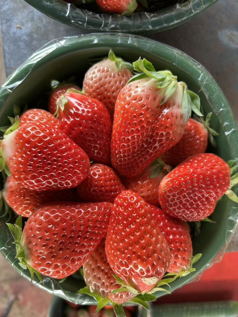 红玉草莓货源充足稳定