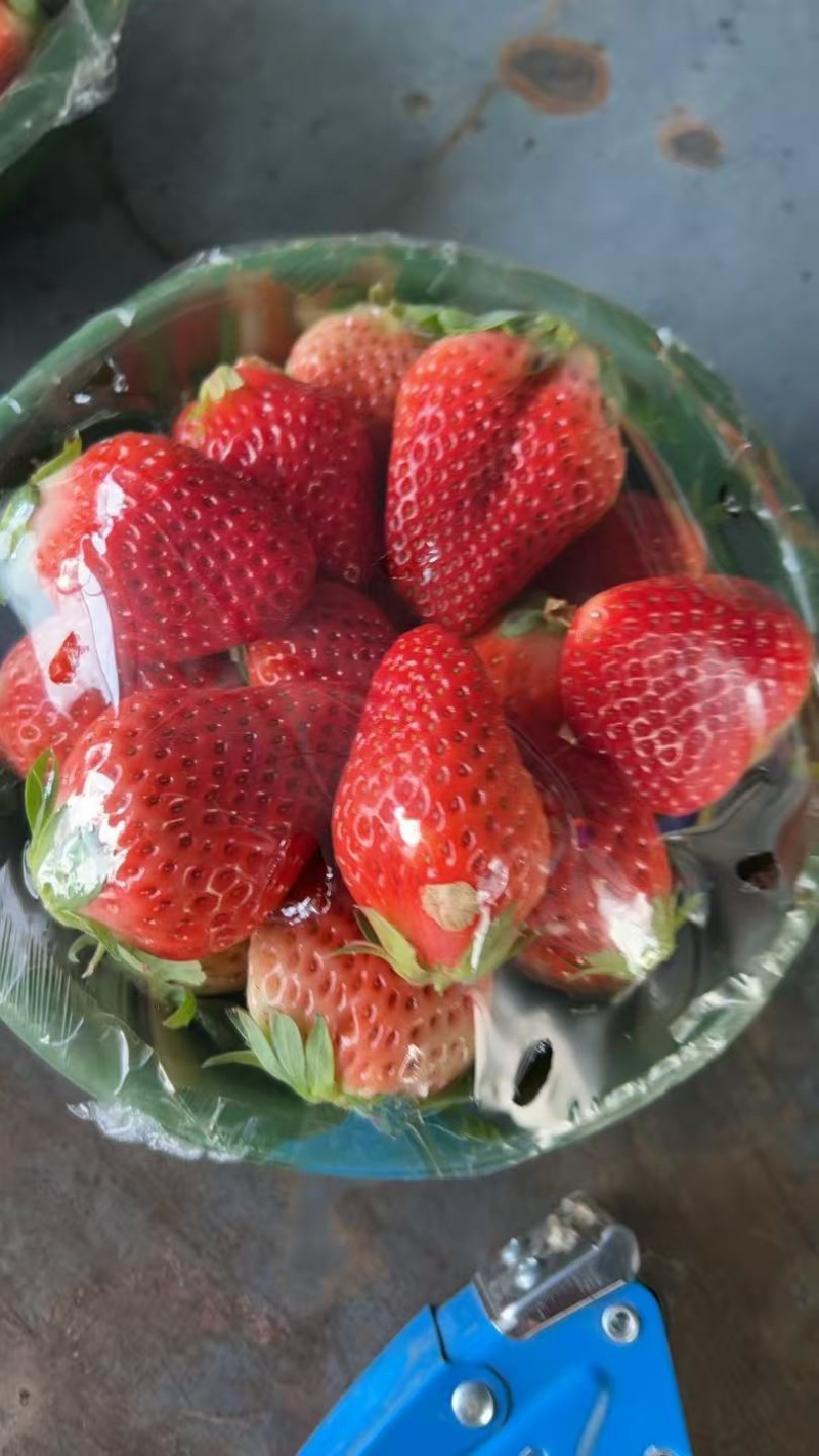 红玉草莓货源充足稳定