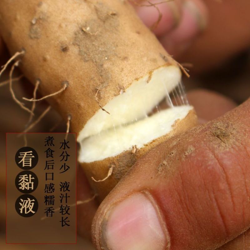 新鲜直达正宗铁棍山药小白嘴山药淮山药垆土原生态耕种批发