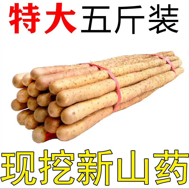 新鲜直达正宗铁棍山药小白嘴山药淮山药垆土原生态耕种批发