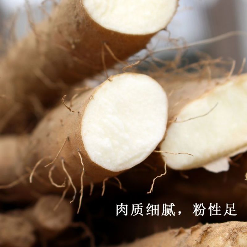 新鲜直达正宗铁棍山药小白嘴山药淮山药垆土原生态耕种批发