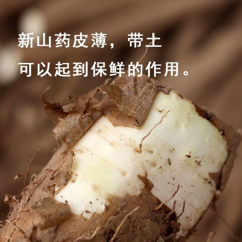 新鲜直达正宗铁棍山药小白嘴山药淮山药垆土原生态耕种批发