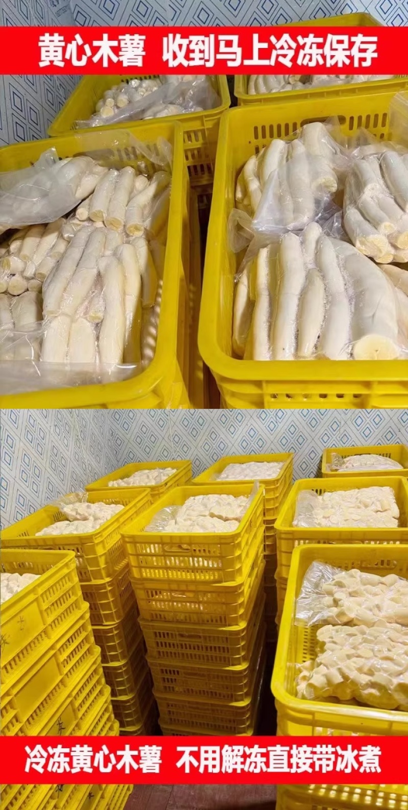 广西黄肉面包木薯
